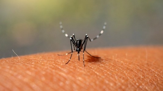 Dengue: alertan que cuando llegue el frío seguirá el riesgo de contagios