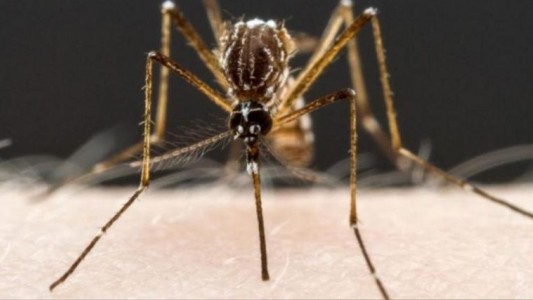 Dengue en Córdoba: confirman tres fallecimientos en la última semana