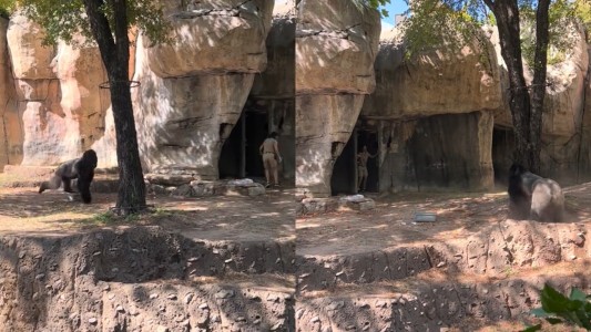 Pánico en un zoológico: un gorila intentó atacar a sus cuidadoras