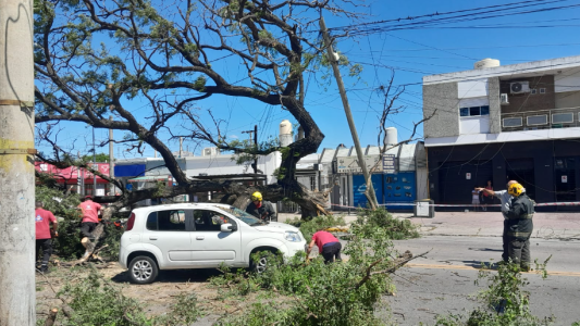 Un gran árbol cayó y aplastó tres vehículos, una mujer quedó atrapada