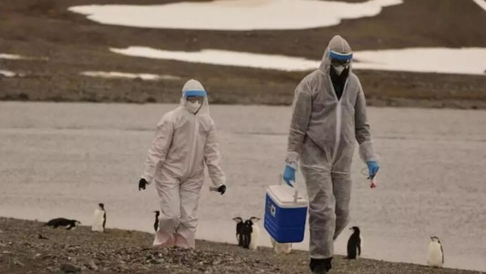 Se expande la gripe aviar en la Antártida: detectan el virus en pingüinos y cormoranes
