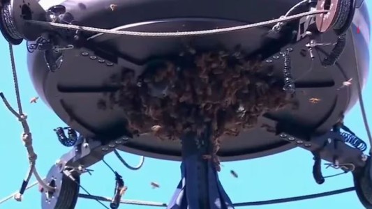 Una invasión de abejas obligó a suspender un partido en el Indian Wells