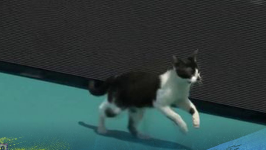 Se robó el show: un gato interrumpió un encuentro del Miami Open