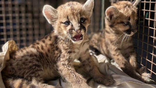 Héroe en la Ruta: rescató a dos cachorros de puma y les dio un hogar temporal