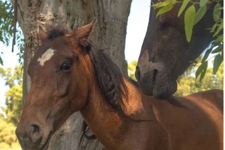 Tracción a sangre: "Caballos en Libertad" rescata equinos maltratados