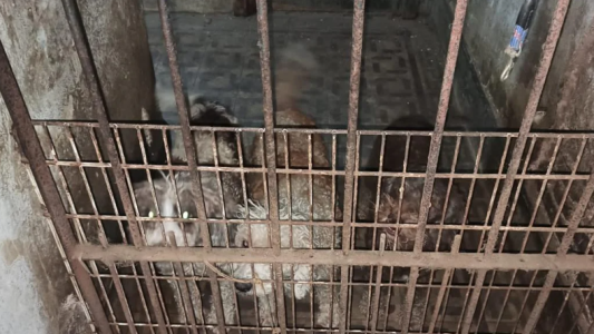 Condenaron al dueño de un criadero por forzar a perras a parir para vender sus crías