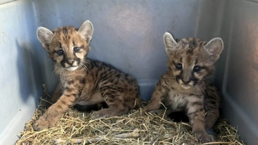 Rescataron a dos cachorros de puma luego de un accidente en la Ruta 36