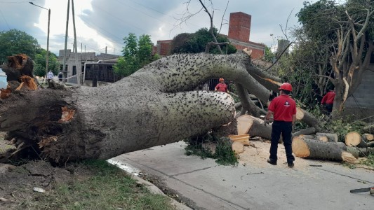 Se cayó un árbol de gran tamaño en Barrio Patricios