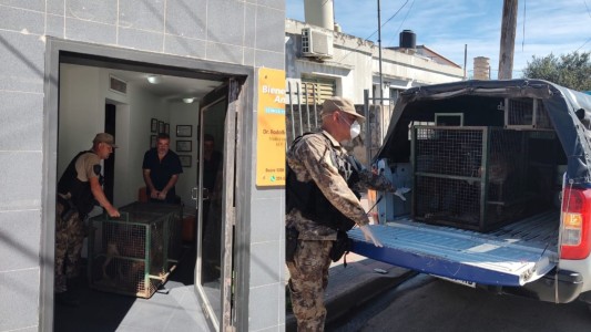 Rescataron perros y gatos abandonados en Córdoba