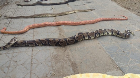 Descubrieron serpientes exóticas y ratones muertos en un contenedor de barrio Jardín