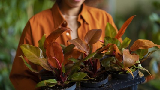Optimizá el cuidado de tus plantas en otoño: menos agua, más nutrientes.