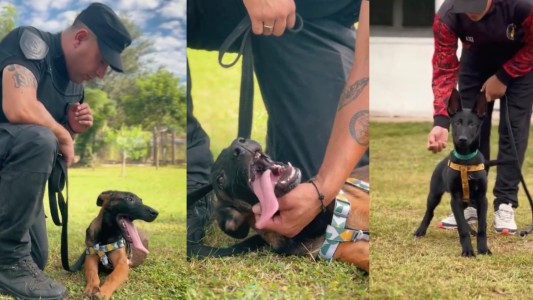 Histórico: la División Canes de la Policía sumó 7 cachorros que nacieron por inseminación artificial