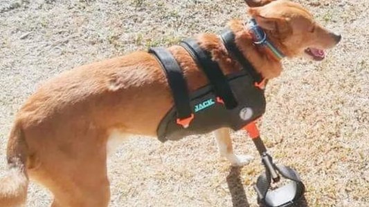 Día del animal: la historia del “Rambo” cordobés y Giuliano, su salvador