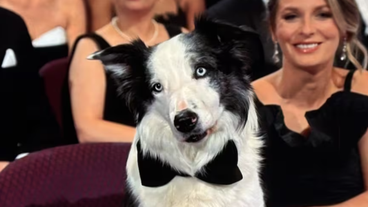 El famoso perro Messi vuelve al Festival de Cannes