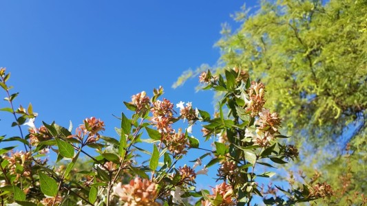 Tiempo en Córdoba: sale el sol y sube levemente a la temperatura