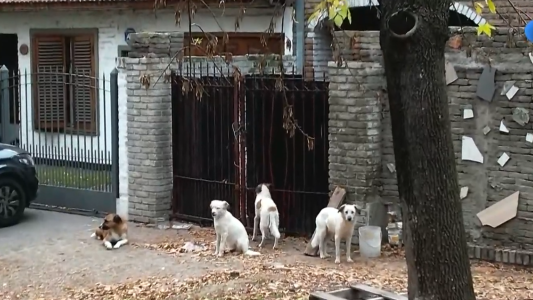 Internaron a una mujer y sus 14 perros quedaron abandonados