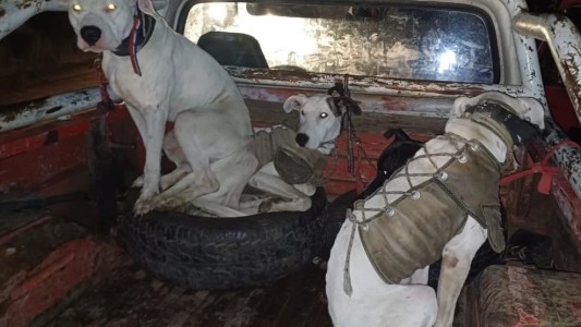 Dos jóvenes detenidos por realizar actividades de caza con Galgos