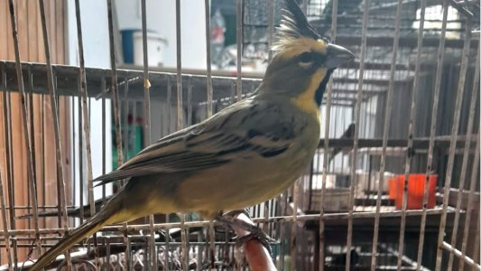 La Policía Ambiental rescató más de 70 aves cautivas en Villa María