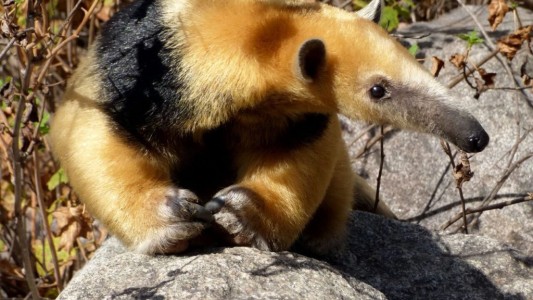 Fauna autóctona: actualizaron el listado de especies amenazadas