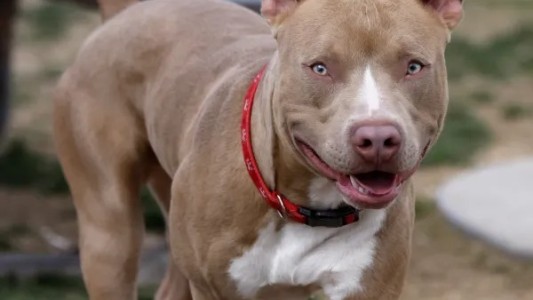 Un asolescente sufrió el ataque de un Pitbull