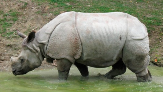 Cazador furtivo condenado a 12 años de cárcel por matar seis rinocerontes de Java