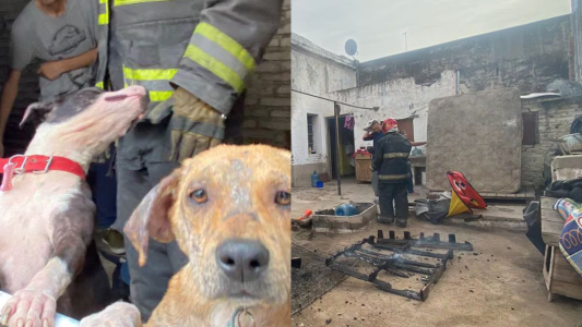 B° San Martín: se incendió un refugio de animales y perdieron casi todo