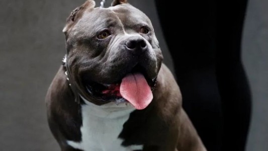 Un perro American Bully le mordió la cara a una nena de 2 años