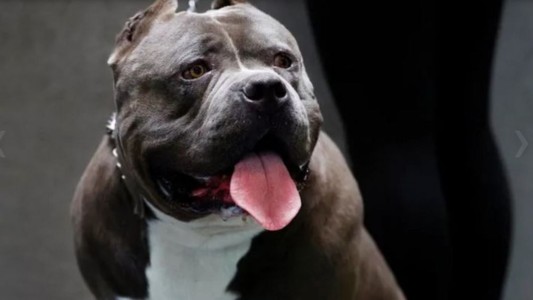 Un perro le mordió la cara a una nena de 2 años en Córdoba