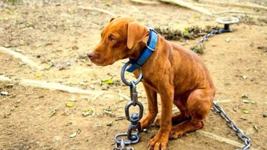 Comienza en Diputados el tratamiento de la "Ley Conan" contra el maltrato animal