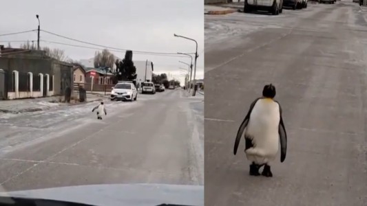Tierra del Fuego: una mujer se encontró con un pingüino caminando por las calles de Río Grande