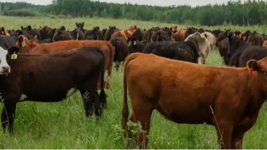 Dinamarca será el primer país que tasará los eructos y flatulencias del ganado