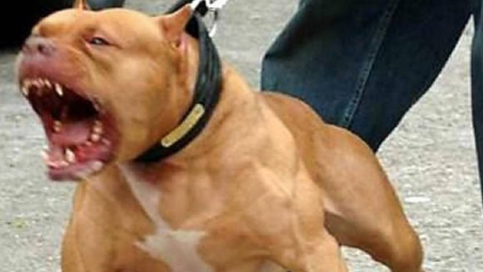 Lo atacó su pitbull cuando intentaba evitar que escapara a la calle y murió por las heridas