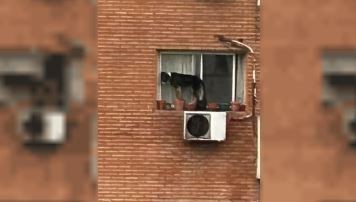 Video: rescataron a un perro que estaba al borde de una ventana en un sexto piso