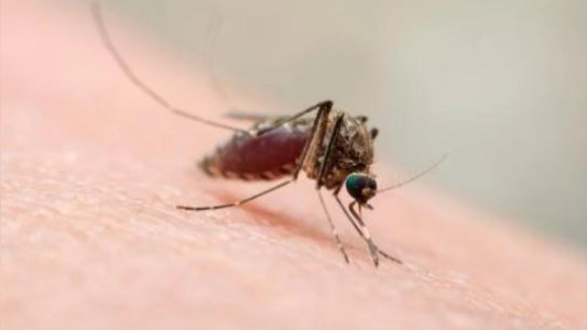 Brasil confirmó las dos primeras muertes en su territorio por fiebre de Oropouche