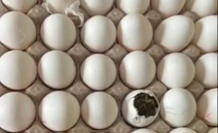 Incautaron droga dentro de un huevo en un penal de Misiones