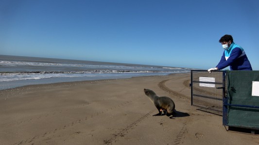 Regresó al mar un lobo marino que fue rescatado en aguas del Delta del Paraná