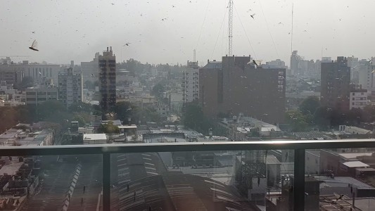 Video: la invasión de langostas llegó a la ciudad de Córdoba