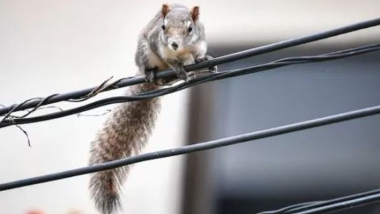 Invasión de ardillas en Luján: se comen los cables y dejaron sin internet a los vecinos