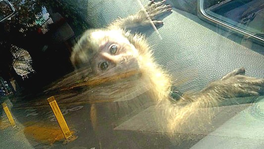 Mataderos: rescataron a un mono caí que era mantenido en cautiverio en una vivienda