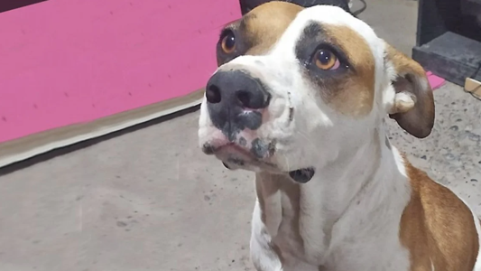 Tiroteo en Chubut: baleó a una familia y mató al perro