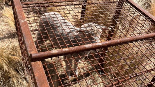 Video: encontraron a un cordero en las Altas cumbres enjaulado al rayo del sol, sin agua ni comida