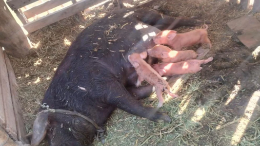 Le robó una chancha con cría a un vecino porque le dañaba su sembrado