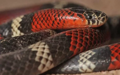 Alta Gracia: sacaba el auto y encontró una víbora venenosa