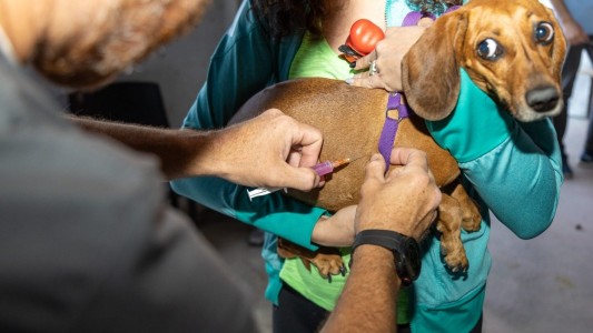 Vacunación gratuita para perros y gatos contra la rabia en Córdoba: cuándo y dónde será