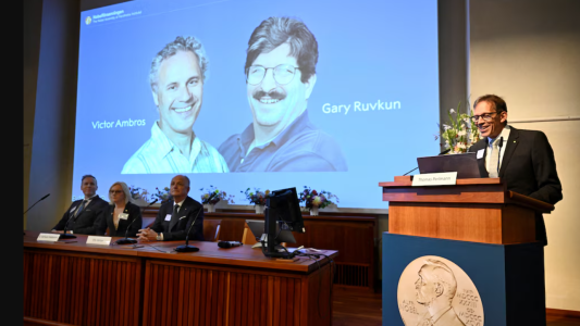 Premio Nobel de Medicina para dos estadounidenses por los avances en la regulación de los genes