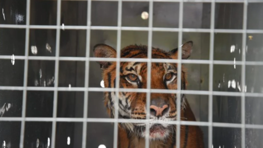 La última tigresa de bengala del ex zoo de Mendoza volverá a su hábitat natural