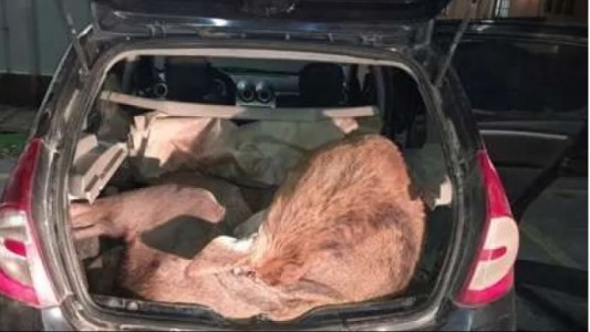 Fueron imputados por transportar dos ciervos colorados en el baúl de su auto