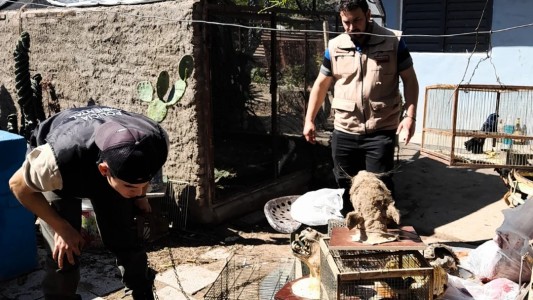 Encontraron dos ejemplares de guacamayos en una vivienda de barrio Argüello