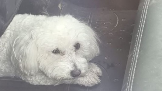 A plena luz del día: dejó encerrado a su perrito en una camioneta en el centro de Córdoba