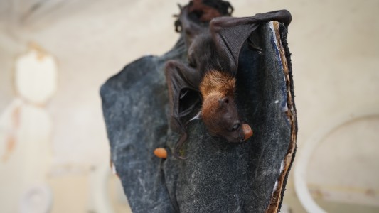Murciélago bebé sobrevive a una caida luego del parto y ahora es criado en una incubadora